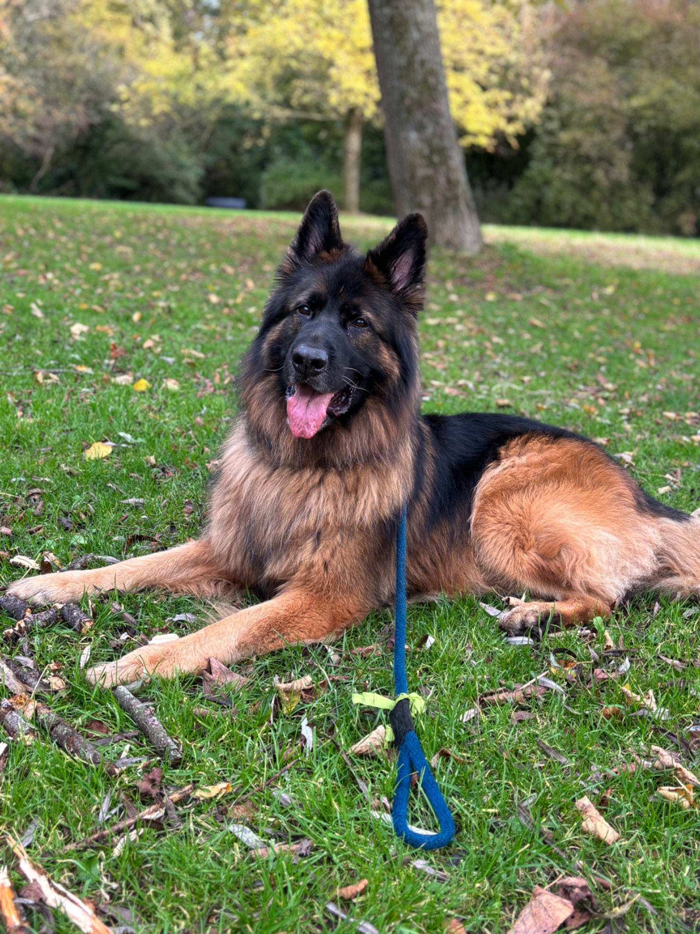 Individuele hondenopvang Alkmaar