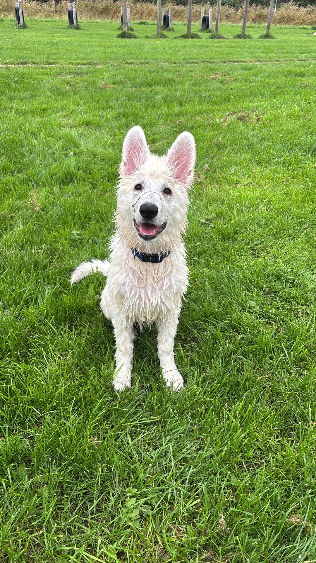 Hondenopvang Alkmaar