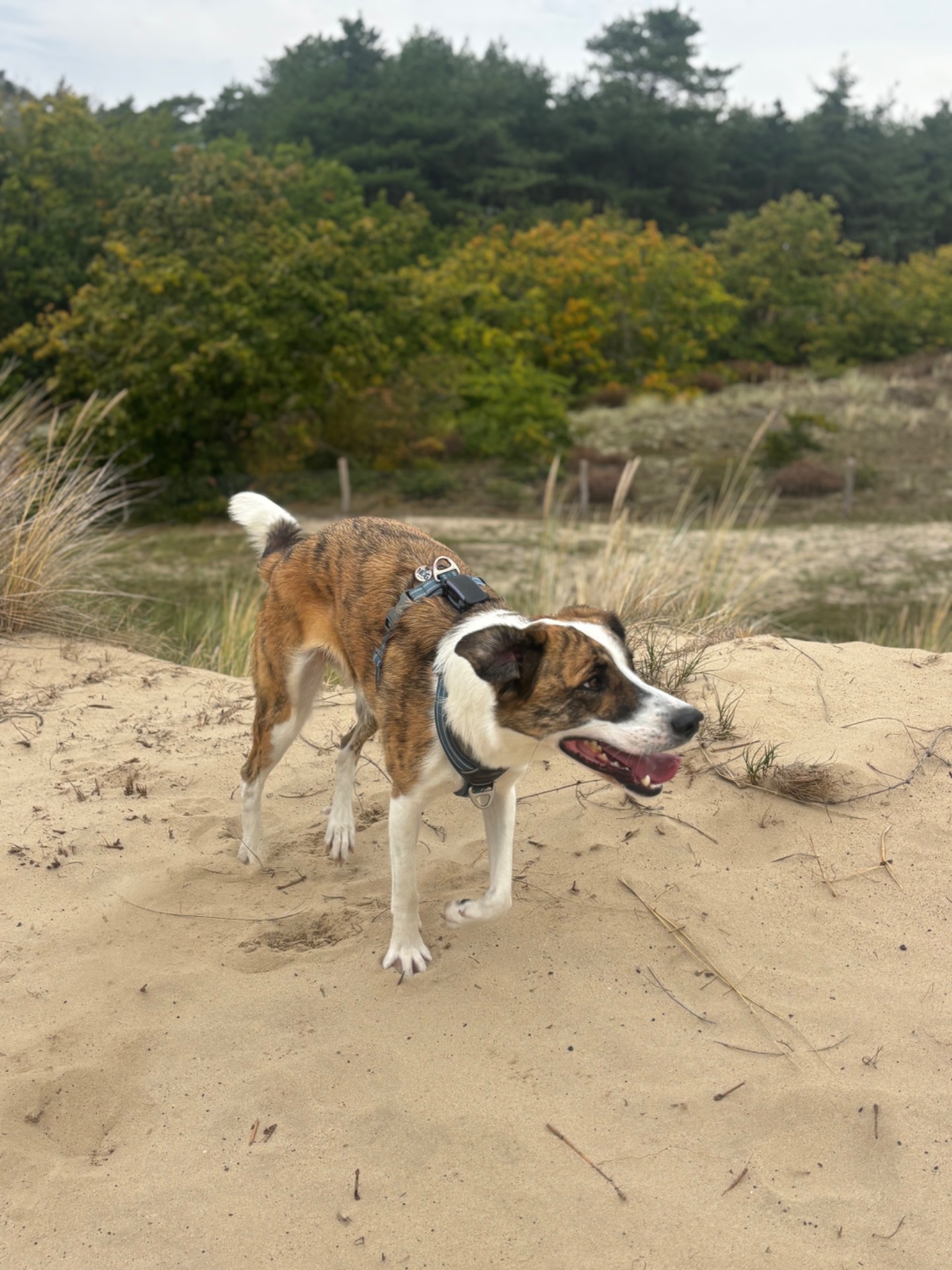 Vakantie opvang voor honden in Alkmaar