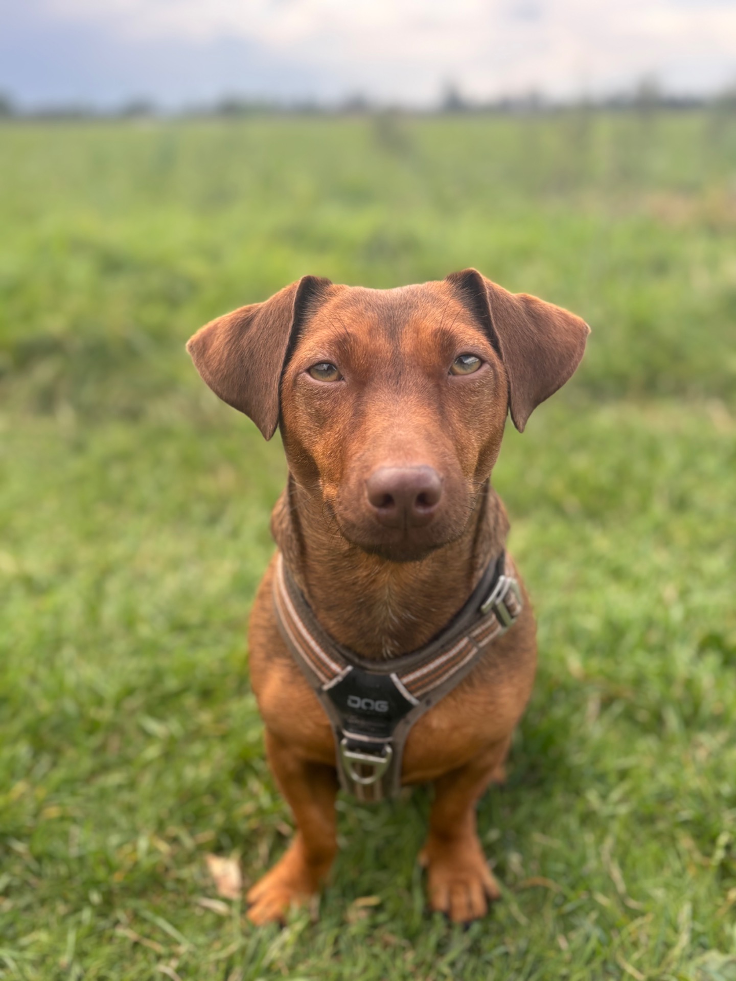 Individuele uitlaatservice Alkmaar