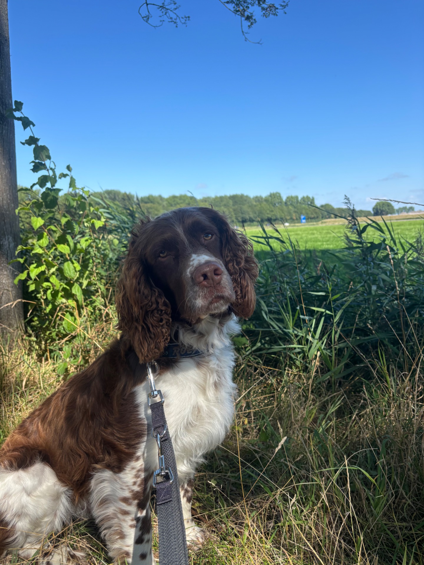 Hondenuitlaatservice Alkmaar